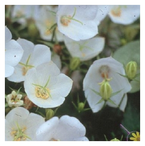 CAMPANULA carpatica 'White Clips'